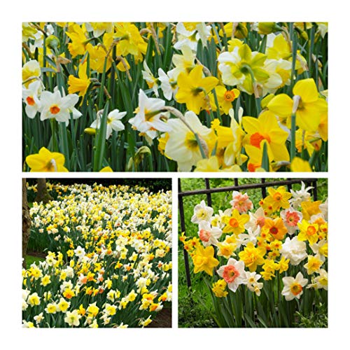 Daffodil Mixed Flower Bulbs. Size 10 up (50) Perfect for naturalising in Grass Banks or Woodland. Easy to Grow