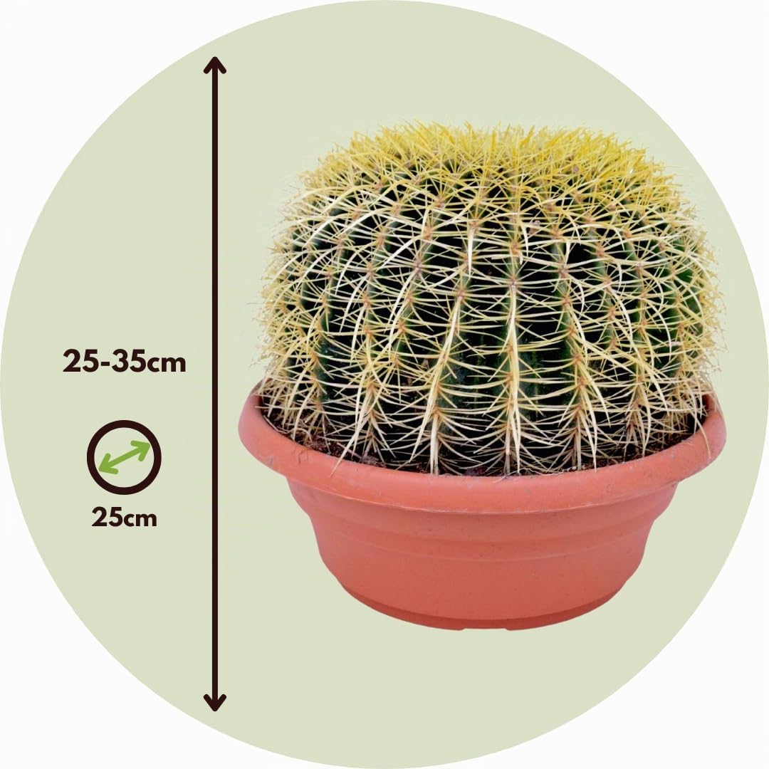 Plant in a Box - Echinocactus grusonii - Cactus a barile dorato - Cactus a sfera - Vaso 25cm - Altezza 25–35cm