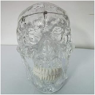 Educational Model Human Skull Anatomy Model Removable 3 Part Skull Model Life Size Human Skull Model Medical Anatomical Skull Model of Human,Medical Models