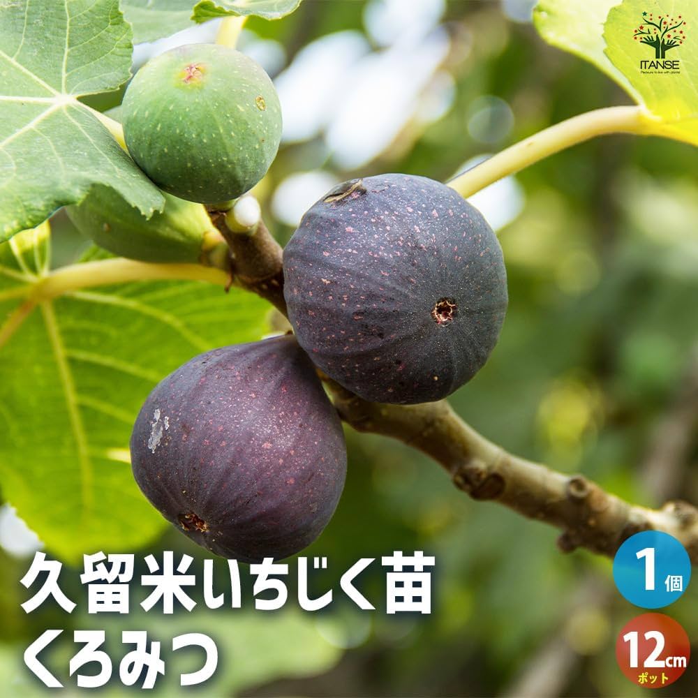 エカチェリーナイチジク4種セット Amazon.co.jp: ITANSE 久留米イチジク苗 くろみつ 12cmポット 1