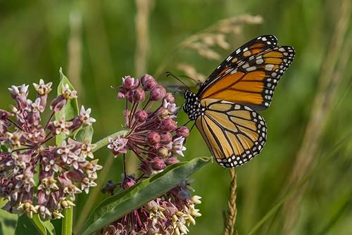 Miniatura 3 de Kit de semillas de jardín de mariposas monarca, semillas anuales y perreniales de flores silvestres y milweed