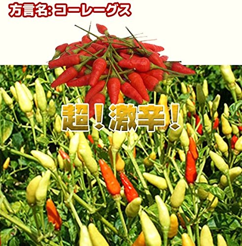 Amazon.co.jp: 沖縄県産島とうがらし 酢づけ 150g×4本 かねよし 沖縄の