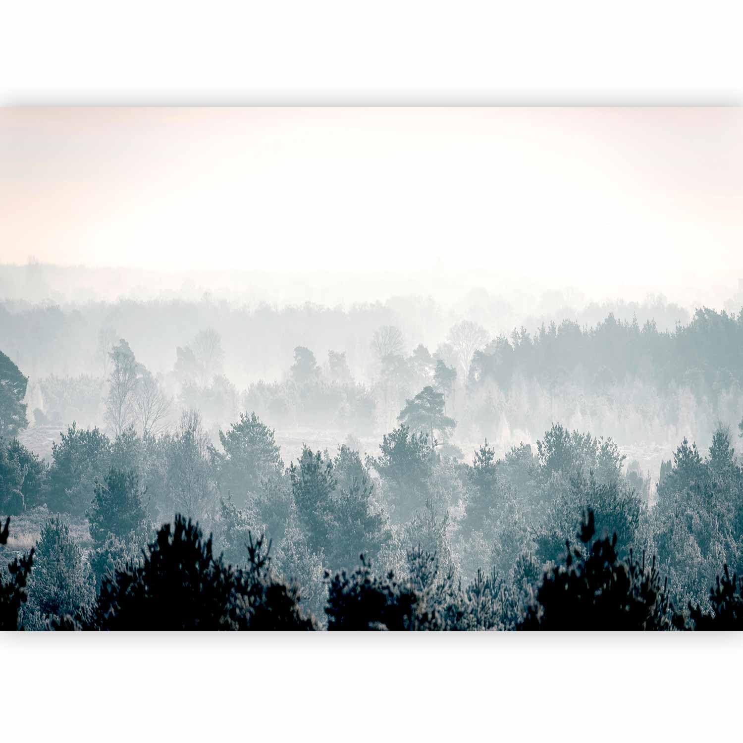 murando Fotomurales Bosque 350x256 cm XXL Papel pintado tejido no tejido | Decoración de Pared decorativos Murales moderna de Diseno Fotográfico Niebla Naturaleza