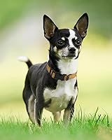 Vista 6 de Joytale - Collar reflectante para perro, collar de nailon transpirable con acolchado de neopreno suave para mascotas, ajustable para cachorros