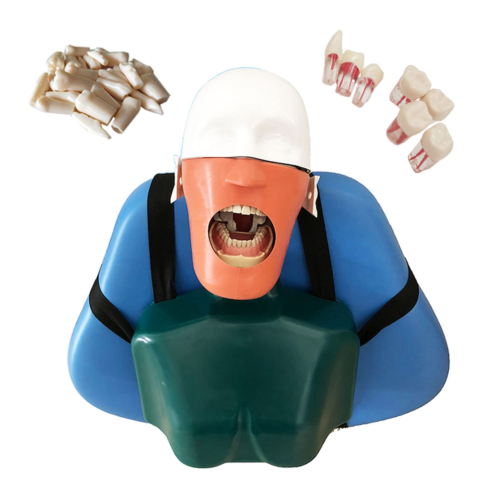 Buy Dental Phantom Head Models, Dental Manikin Simulator Kit with 28
