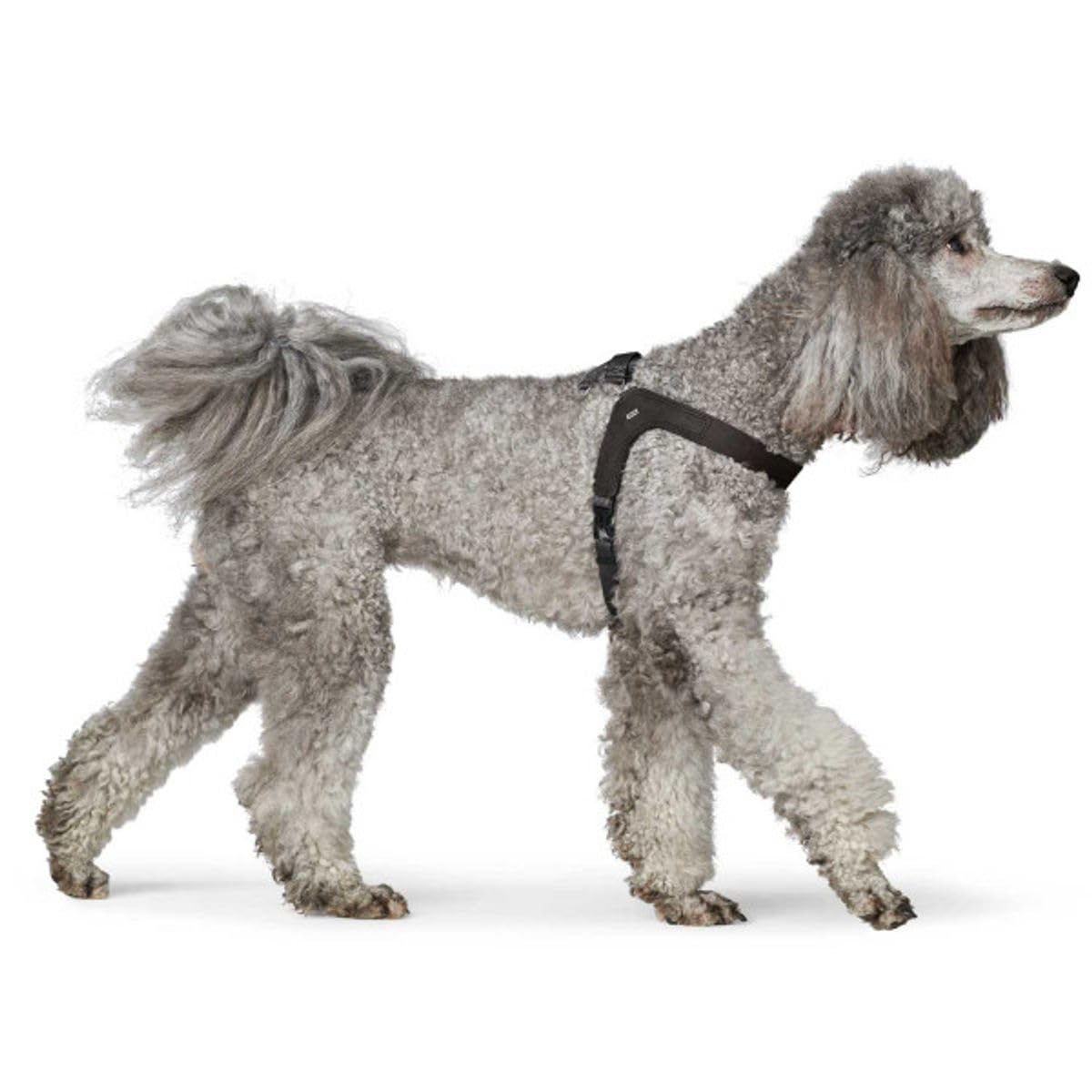HUNTER DIMARO Hondenharnas, cognac, zacht en robuust rundleer, uitstekende pasvorm, gemakkelijk aan te brengen, traploos verstelbaar, ideaal voor puppy's en hoofdschuren honden, maat: XS-S