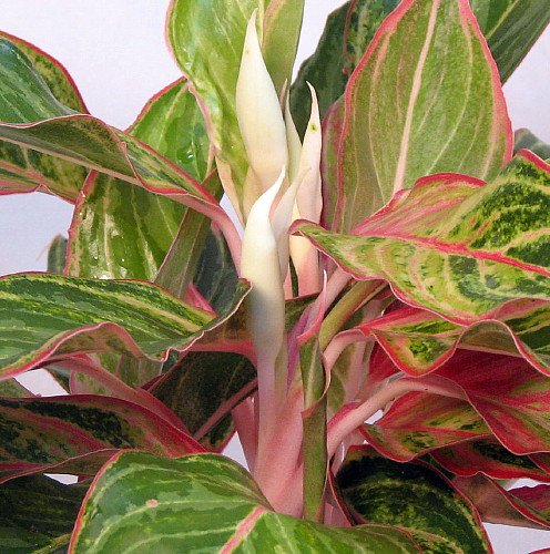 Sparkling Sarah Chinese Evergreen Plant Aglaonema Grows In Dim Light 6 Pot Buy Online In Oman At Oman Desertcart Com Productid 10420323