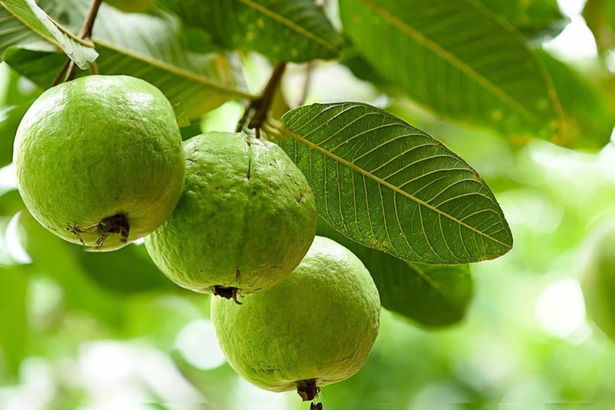 See full amazon price history chart for Guava plant hybrid all seasons (pack of 2) Guava plant hybrid all seasons (pack of 2) (B0CX55RQ9Q) Amazon Price History, Amazon Price Tracker