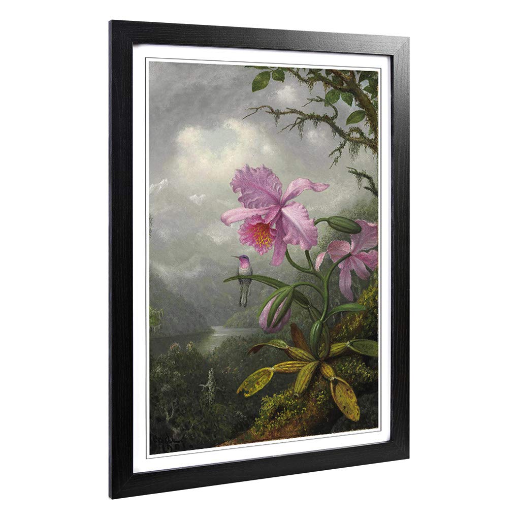 Big Box Art Framed Print of Martin Johnson Heade Hummingbird and Orchid Design | Wall Art Picture | Home Decor for Kitchen, Living Room, Bedroom, Hallway, Black, A2 / 24.5x18 Inch / 62x45cm