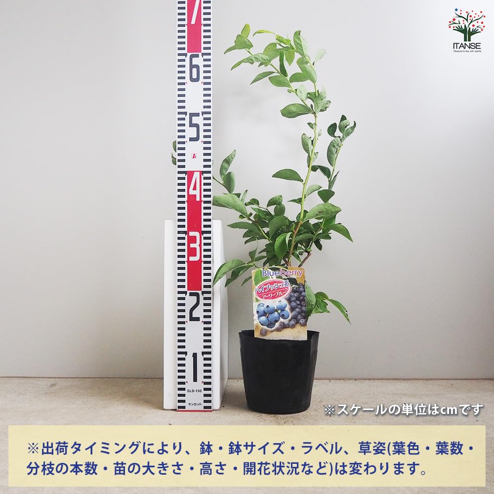 Amazon.co.jp: ITANSE ブルーベリー アーリーブルー (ノーザン