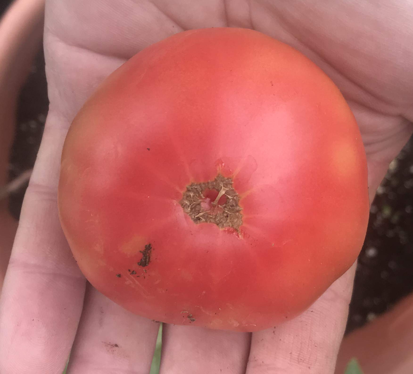 Amazon.com : Arctic Rose Heirloom Dwarf Tomato Premium Seeds for