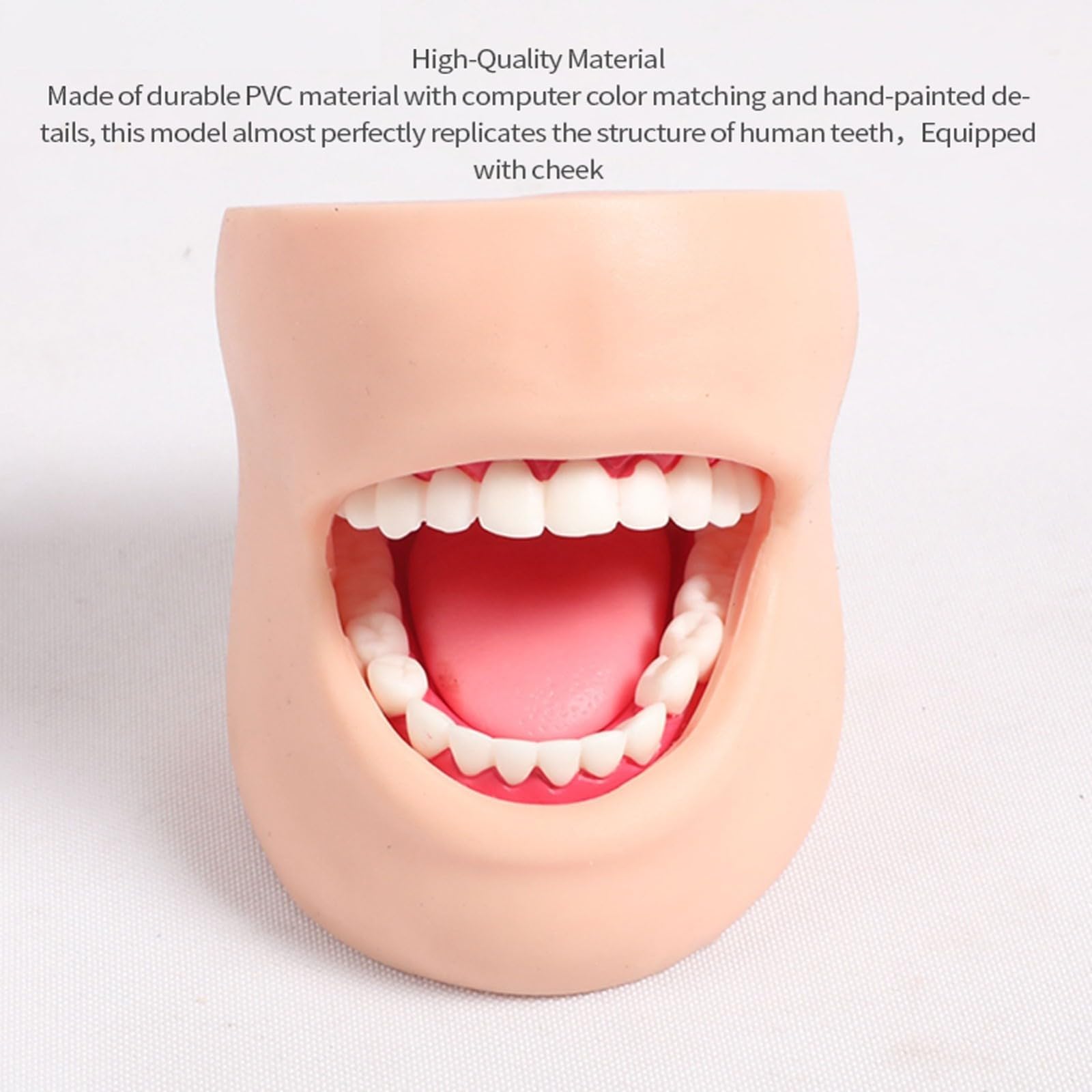 Dentystyczne modele dentystyczne do nauczania modeli dentystycznych modeli do pielęgnacji zębów (z policzkami)