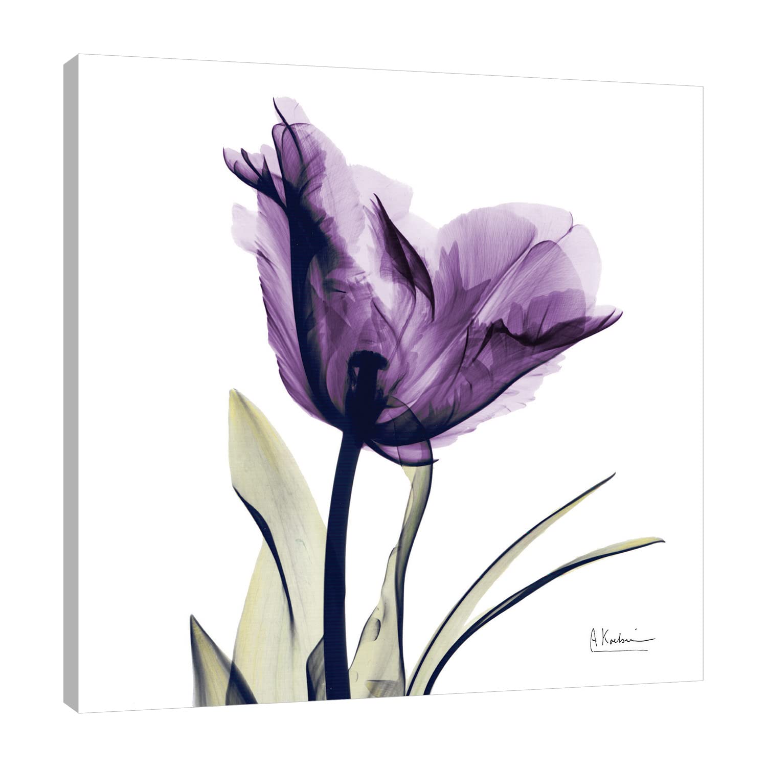 Jaxson Rea "Tulip Dream Gallery Wrapped Canvas by Albert Koetsier, 24" x 24"