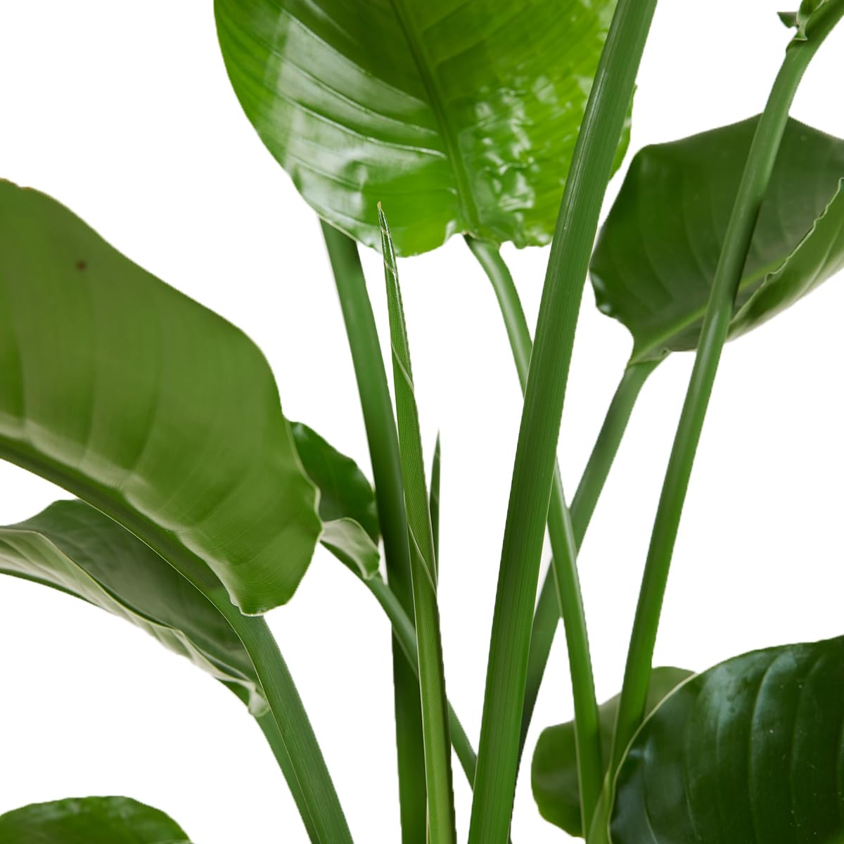 Bloomique - Strelitzia Nicolai - Strelitzie Pflanze - Paradiesvogel Pflanze  - Paradiesvogelblume - Zimmerpflanzen Gro - Grnpflanzen Luftreinigend -  ...