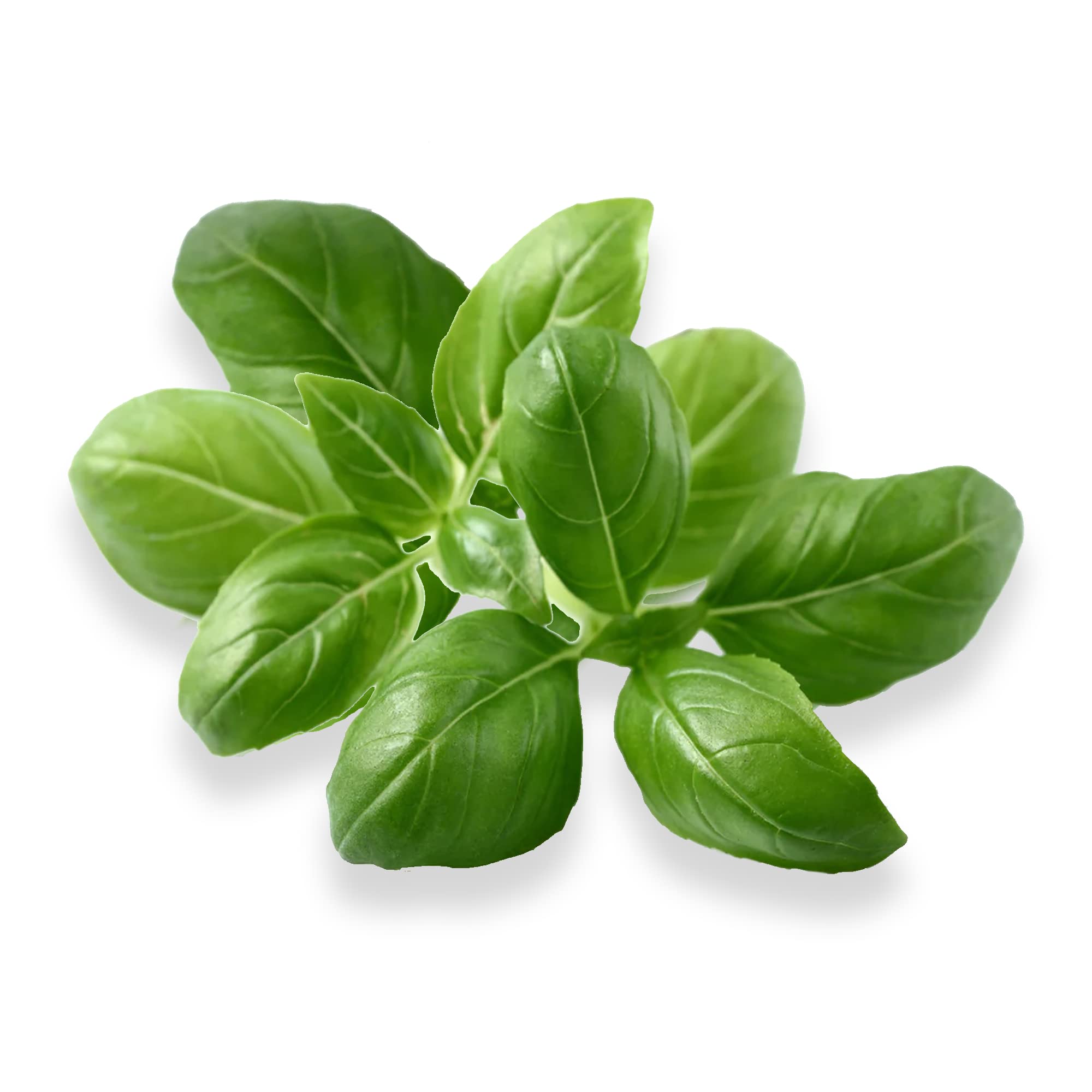 Gardeners' Choice Genovese Basil Seed Pod Plugs