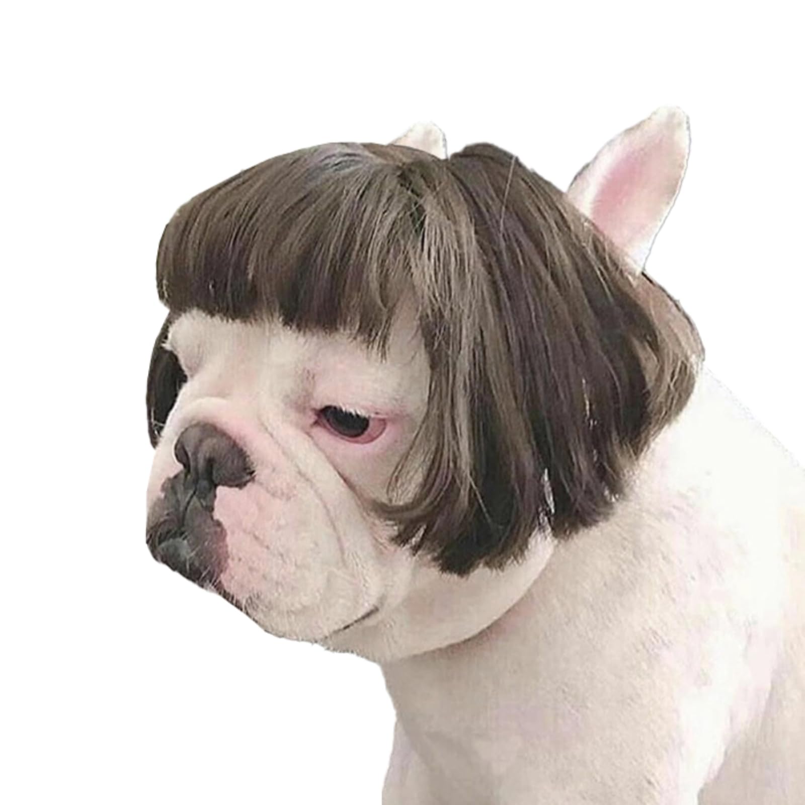 犬 おもしろ グッズ