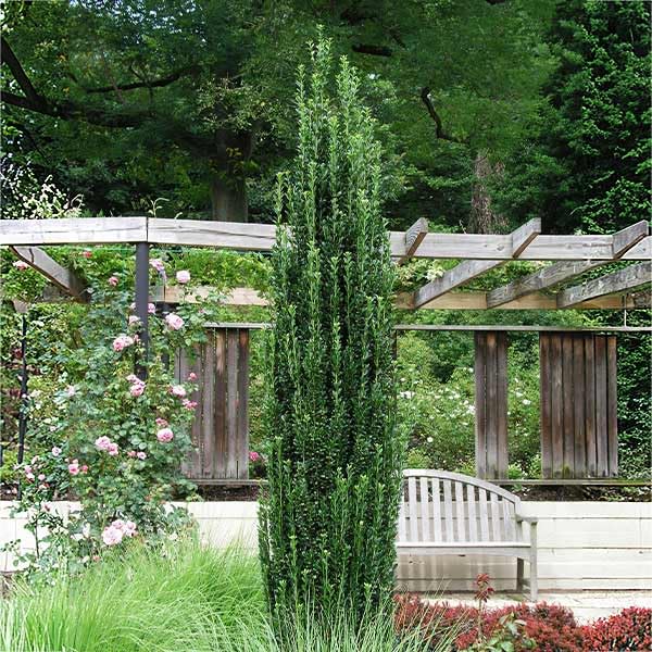 Sky Pencil Holly 3-4 ft