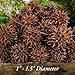 Sweet Gum Tree Seed Pods for Reptiles, Amphibians, Isopds, Terrarium, Bioactive Enclosures, 20 Count of Large 1