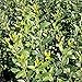 Produktbild 50 Stk. Schwarzgrüner Liguster 'Atrovirens' - (Ligustrum vulgare 'Atrovirens')- Wurzelware 30-50 cm