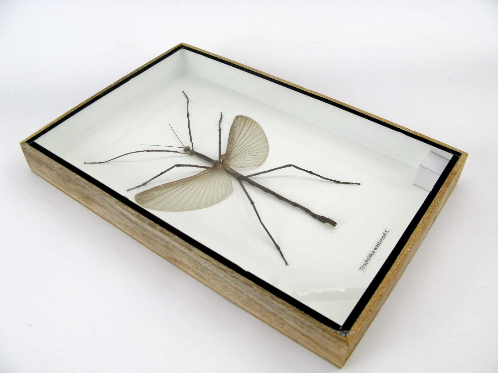 Echte präparierte und riesige Insekten, Cicaden und Krabbler im Schaukasten aus Holz hinter Glas … (Tirachoeda westwoodi m.)
