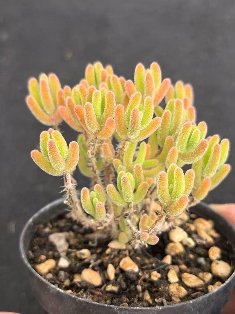 Amazon｜多肉植物 ドロサンテマム アイスオレンジ カット4本｜観葉植物