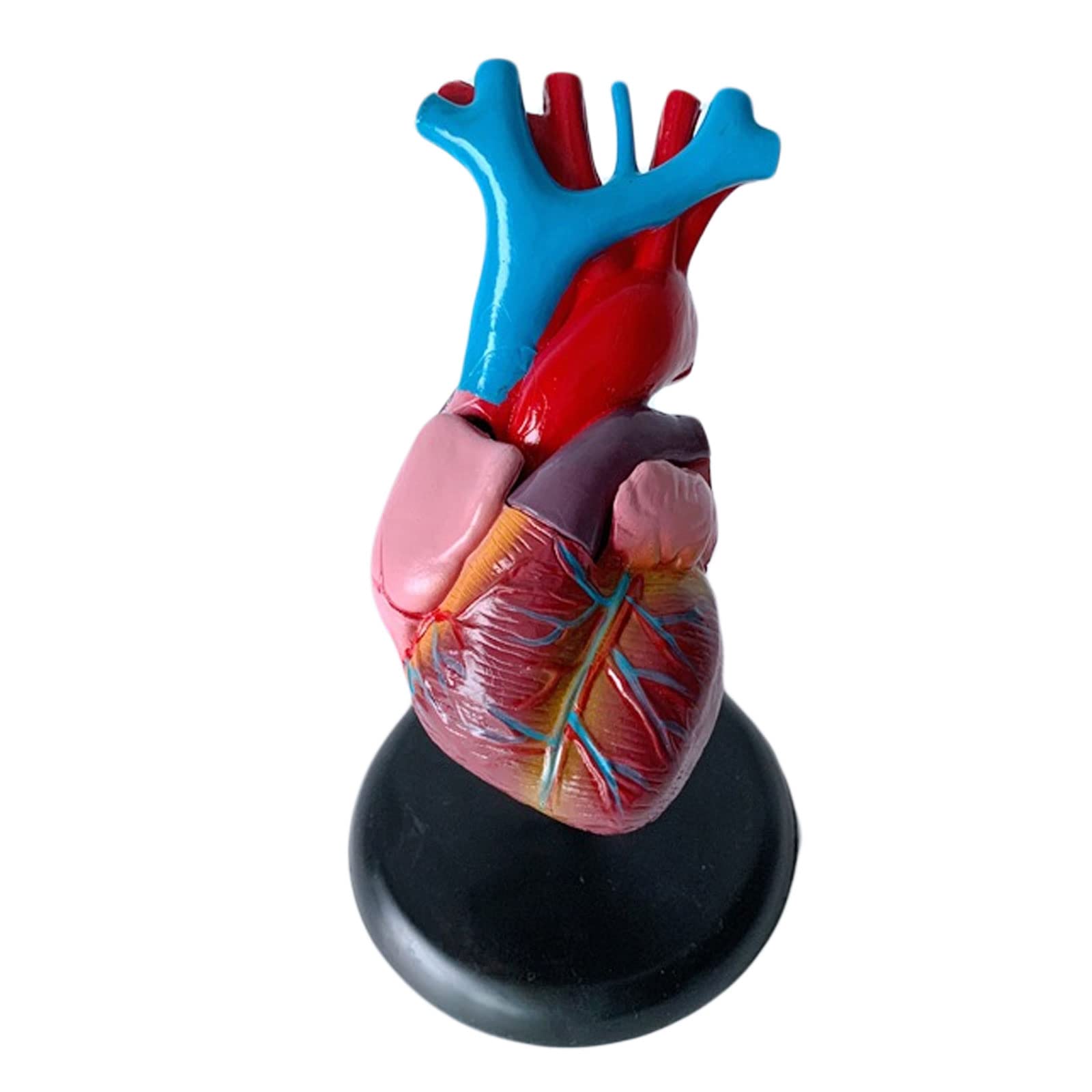1:1 Cuerpo Humano Anatomía Cardíaca Desmontable Viscera Modelo De Enseñanza Médica Equipos Y Suministros Educativos