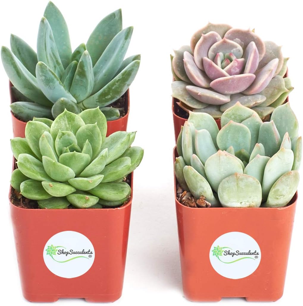 Shop Succulents Rosette Succulent Plant Pack Collection