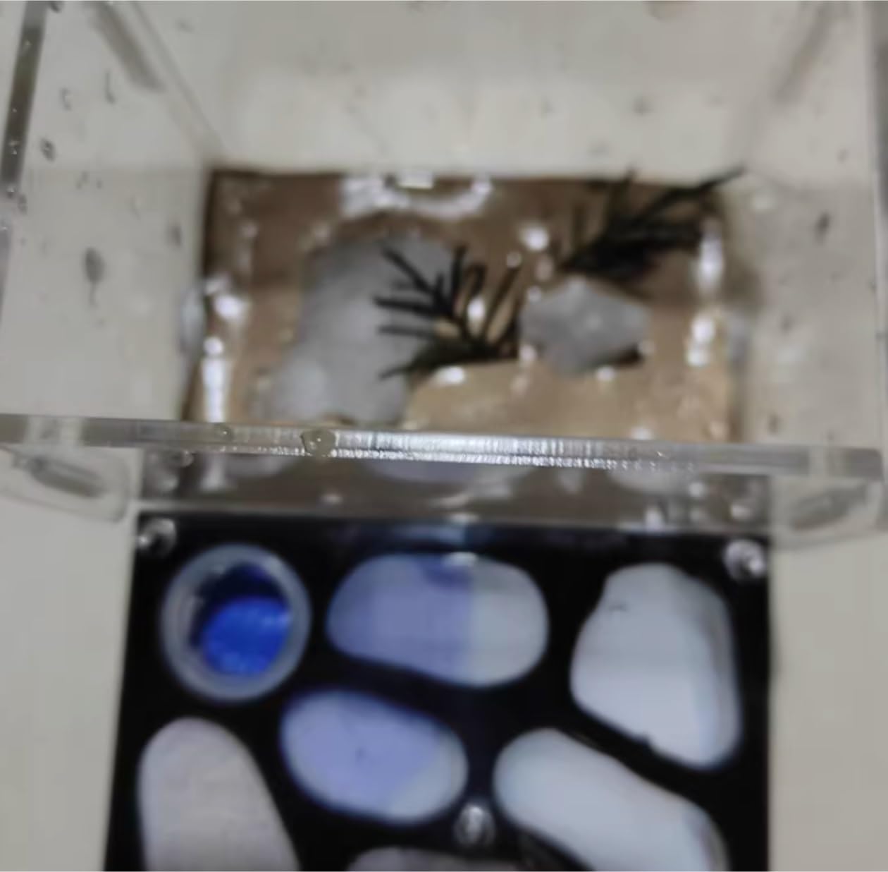 Formicarium Hormiga Granja De Hormigas Acrílicas con Torre De Agua Hidratante, Kit De Aprendizaje De Ciencias Educativas, Granja Nido De Hormigas Granja Hormigas(S)