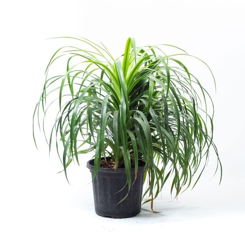 FOX & FERN Live Dracaena Draco Indoor Housing Plant | Includes Nursery Grower's Bag/Pot Indoor Plant for Home/Office Decor | Air Purifier Plant (Pack of 1)