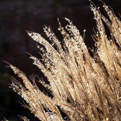 Rethinking rose pruning, self-sufficiency, and ornamental grasses