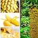 Ncient 10/20/30/50/100 Semillas de Arbol de Plátano Bananas Enano Semillas Frutas Flores...