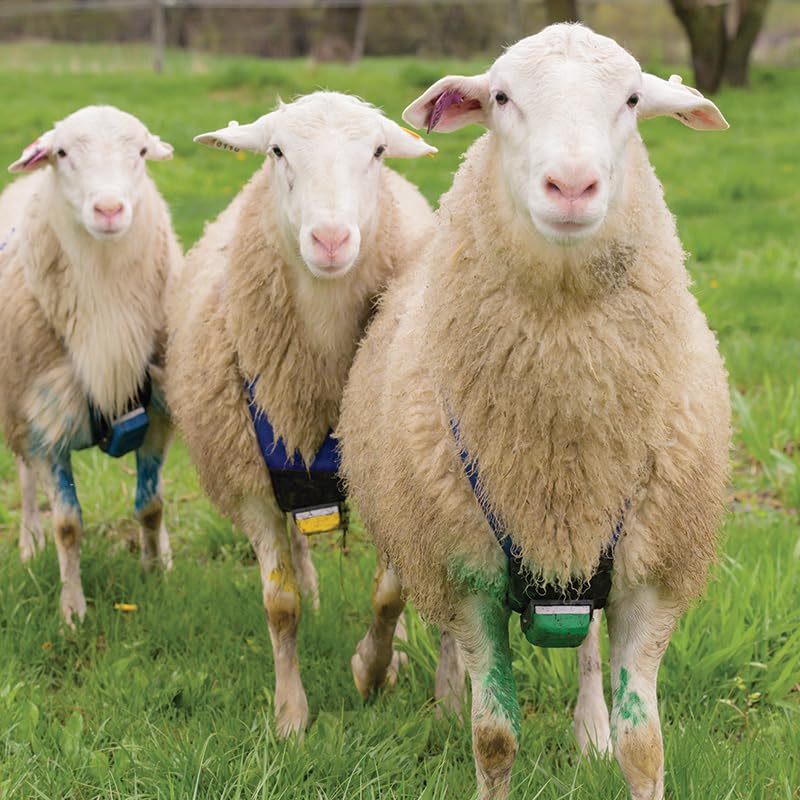 Premier 1 Deluxe Marking Harness for Sheep Breeding