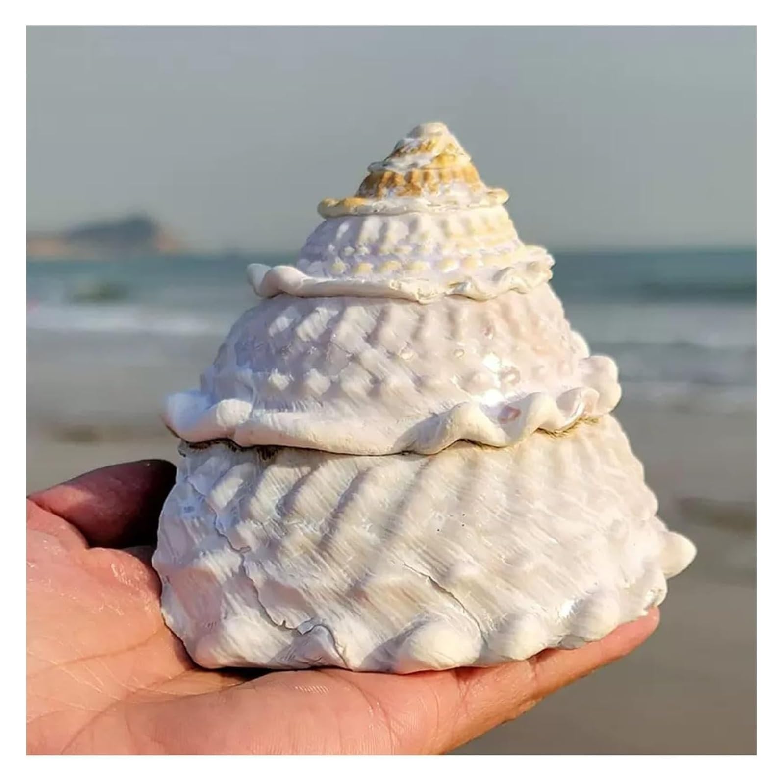 YKMYXZ shells， 9-12Cm Party Wedding Home Decorations Accessories(10~11cm)