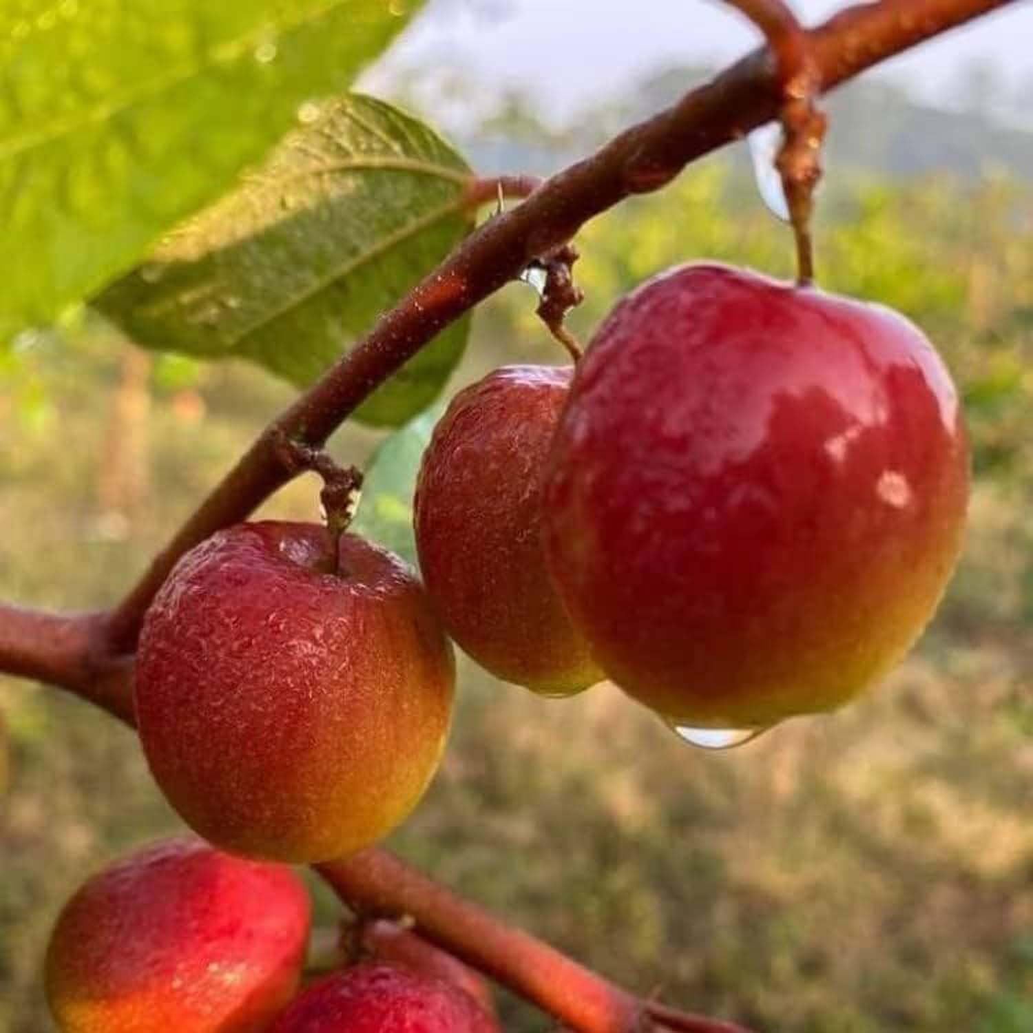 IXORA Jujube Ball Sundari Apple Ber Kul Variety variety Grafted Fruit Live Plants & Tree (1-2 Feet Size) (B0BMXTWYJF) Amazon Price History, Amazon Price Tracker