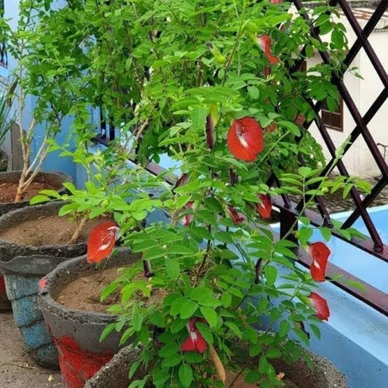 Baisakhi Nursery Plant Aprajita Flower Plant Tree Hybrid Original Varaity tree plant pack of 2 with grow bag live plant (B0DFQ9YVXX) Amazon Price History, Amazon Price Tracker