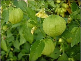 TOMATILLO - Verde - PHYSALIS IXOCARPA - 60 Seeds - Organic
