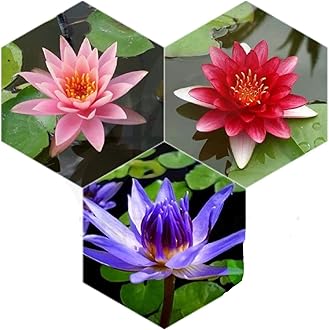 Water Lily Tuber 3 Pre-Grown Hardy Lily Rhizome Live Aquarium Plant