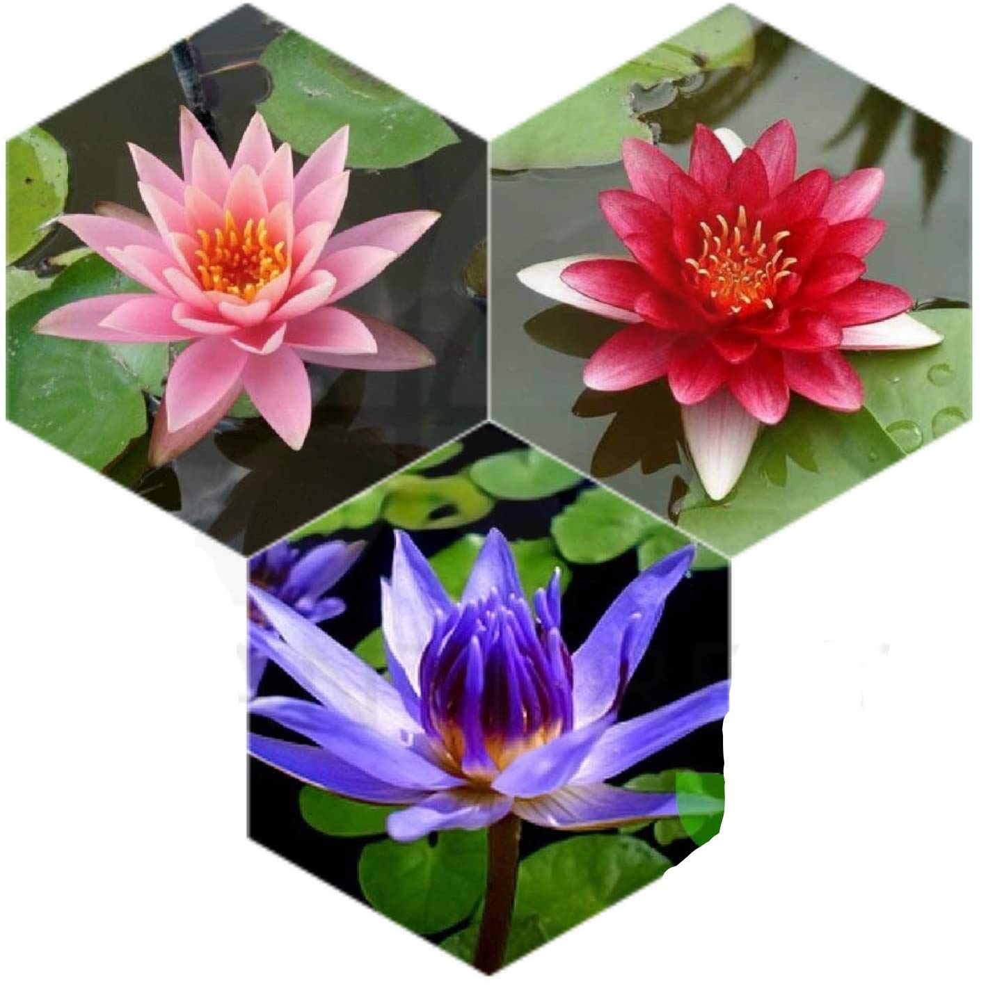PLANTEREST - Water Lily Tuber 3 Pre-Grown Hardy Lily Rhizome Live Aquarium Plant