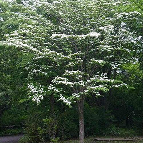 ヤマボウシ苗　やや大きめ　落葉樹 ヤマボウシ 6本株立ち 約2.1m 現品発送 豪華株 植木 苗木 大苗 山法師