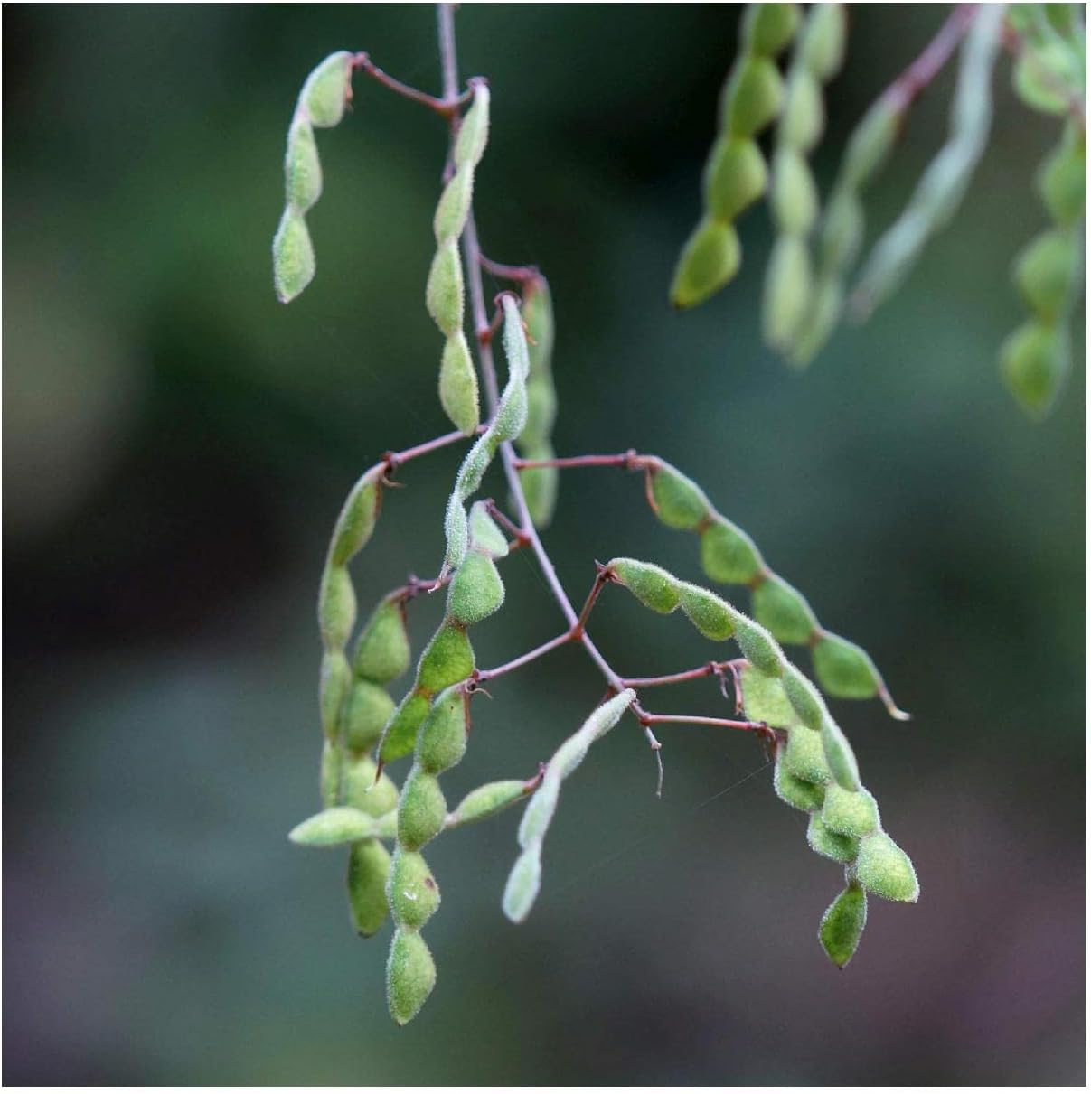 Everwilde Farms - 1/4 Lb Panicled Tick Trefol Native Wildflower Seeds - Gold Vault