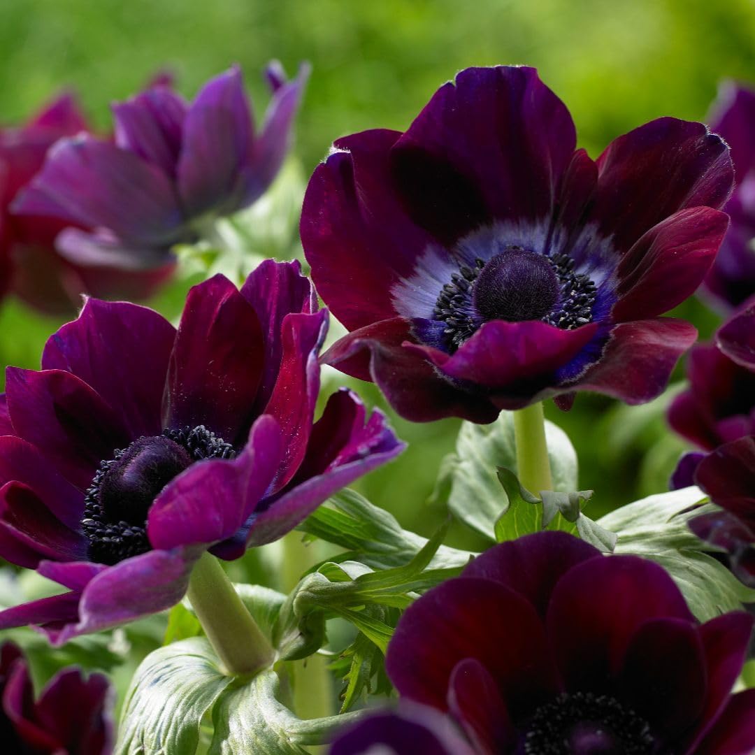 Anemone coronaria Meron Bordeaux 32 Bulbs – Spring Perennial Flowers T&M