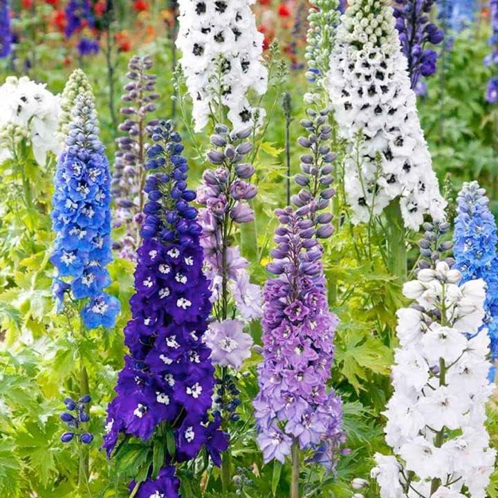 Miniatura 4 de RAISE ME UP Seeds Giant Larkspur Mix Tall Delphinium - Flores anuales