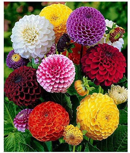 Dahlia for Gardening Flower Pack of 50 Seeds By Zabbus (B0BQZD1GSR) Amazon Price History, Amazon Price Tracker