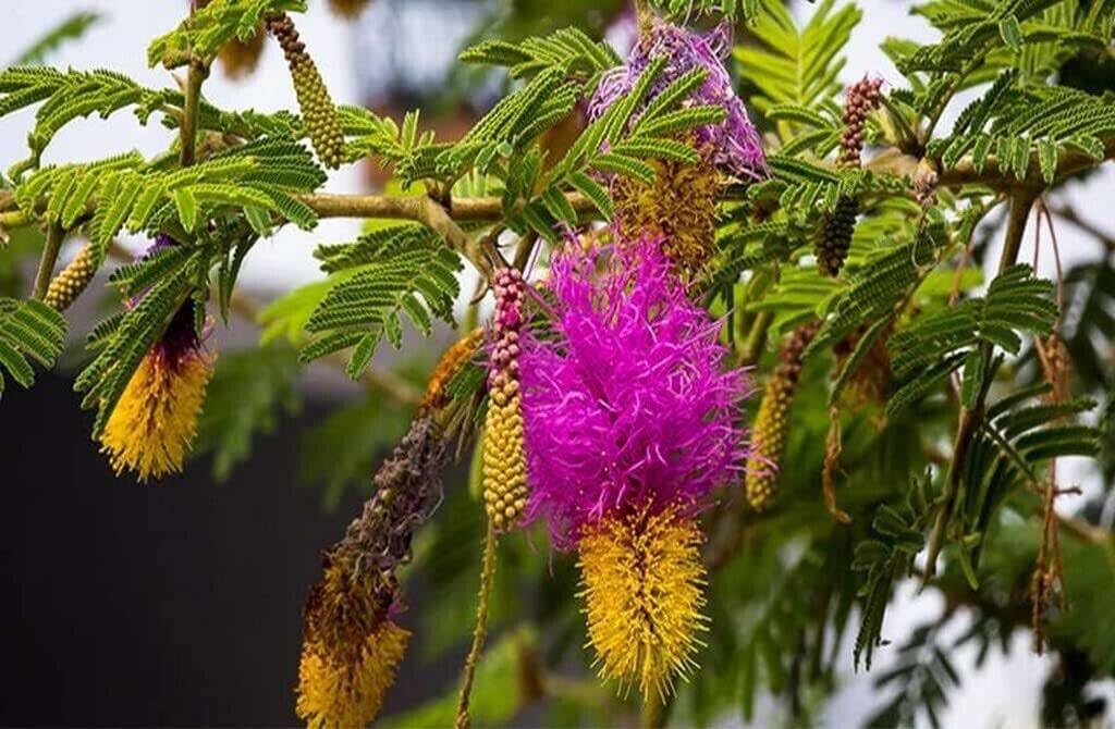 Drought Tolerant Vanni Maram | Shami Tree Prosopis Cineraria Live Plant – Sacred Plant| Backyard Use| Temple Garden| Loved in Indian Homes-image-15