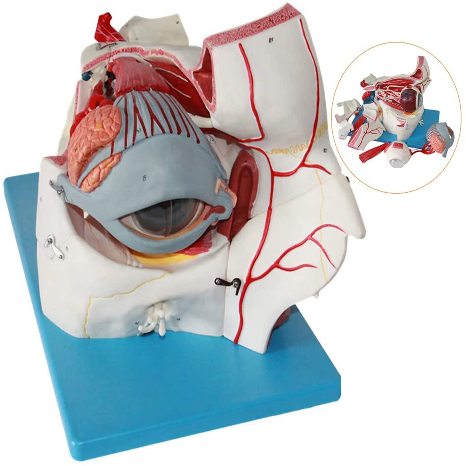 LHLYL-DP Anatomical Human Eye Mode PVC Material Eye Tissue Model Detachable Human Eye Eyeball Anatomy Model for School Education