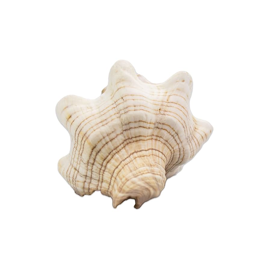 seashell　4枚 81fJFrVyq7L._UF894,1000_QL80_.jpg