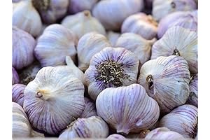 2-Pound Garlic Bulbs for Planting Spring 2024
