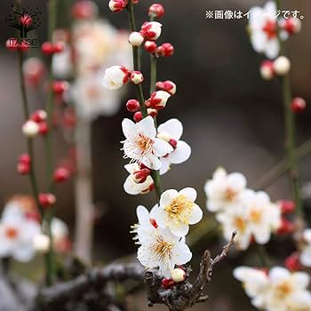 Amazon.co.jp: 白梅・冬至梅(トウジバイ) 白花一重咲き 盆栽