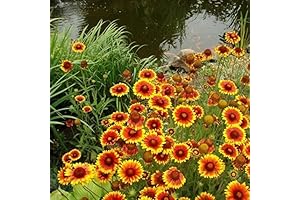 Amazing Indian Paintbrush Seeds