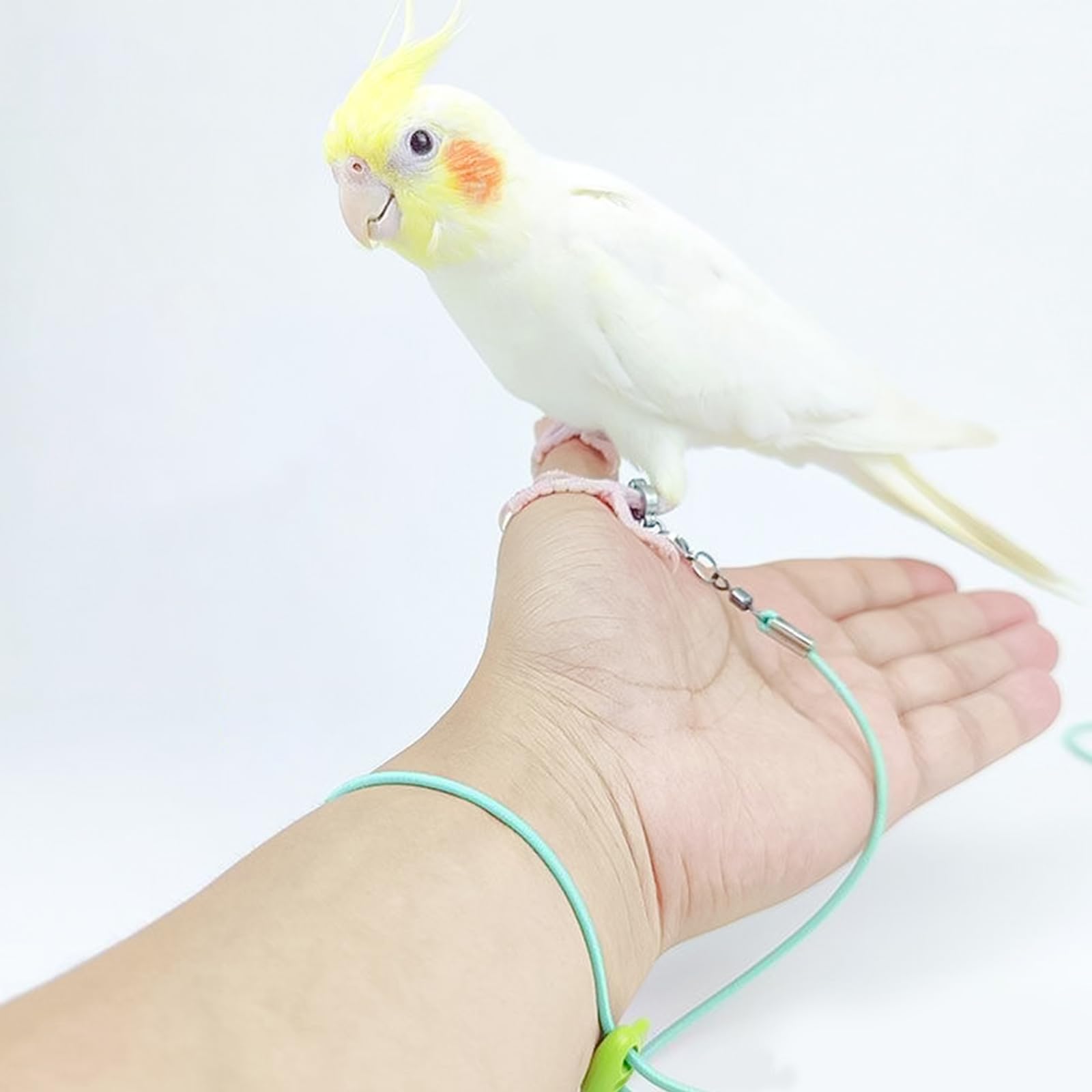 ★オウムスタンド新作‼️見本品‼️{コメント用}❗ ☆オウムスタンド新作‼️見本品‼️{コメント用}❗